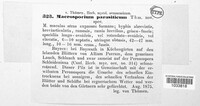 Stemphylium vesicarium image